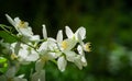 Jasmine flowers Philadelphus lewisii bush on dark green background in sunny spring garden. Selective focus close-up nature shot Royalty Free Stock Photo