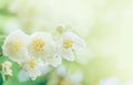 Jasmine flowers with raindrops in the soft morning sunlight