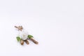 Jasmine flowers and spices on a white background. Aromatherapy with jasmine oil. Jasmine flowers.Liquorice sticks. Copy