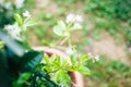 Jasmine flowers in spring