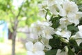 Jasmine flowers in sunlight, delicate white flowers.