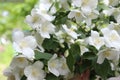 Jasmine flowers in sunlight, delicate white flowers.