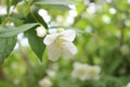Jasmine flowers in sunlight, delicate white flowers close-up with blurred background