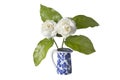 Jasmine flowers in a vase Royalty Free Stock Photo