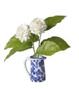 Jasmine flowers in a vase Royalty Free Stock Photo