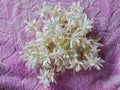 Jasmine flowers is very fragrant