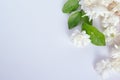 Jasmine flowers on white background