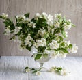 Jasmine fragrance flower Royalty Free Stock Photo