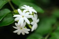 Jasmine