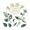 Jasmine hand drawn vector color sketch. Vintage vector floral set