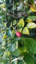 A jasmine hedge tree with red and green berries. Royalty Free Stock Photo