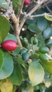A jasmine hedge tree with red and green berries. Royalty Free Stock Photo