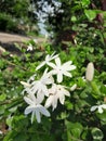 Jasmine from homegarden Royalty Free Stock Photo