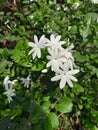 Jasmine from homegarden Royalty Free Stock Photo