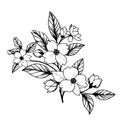 Jasmine isolated, hand-drawn floral element. vector illustration bouquet of jasmine, sketch art beautiful white jasmine Royalty Free Stock Photo