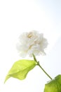 Jasmine, jasminum sambac, flower and leaves, jasmine tea flower on white background Royalty Free Stock Photo