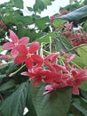 Close-up view of the beautiful and attractive fan-shaped 5-petalled pink jasmine flowers Royalty Free Stock Photo