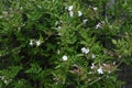 Jasmine - Jasminum