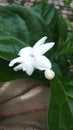 Jasmine and leaf have different coulour. This flower blooming at the early morning Royalty Free Stock Photo