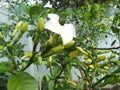 Jasmine lily mogra flowers in rainy season looks beautiful buds shrubs whiye white plants genda pushp