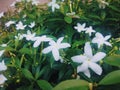 Jasmine is an ornamental flower plant in the form of erect truJasmine is a genus of shrubs and vines in the olive family.