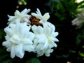 Jasmine is a ornamental flower plant in the form of erect-trunked shrubs that live chronically. Royalty Free Stock Photo