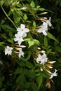 Jasmine Plant Royalty Free Stock Photo