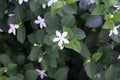 Jasmine plant and flower. Scientific name is Jasminum officinale