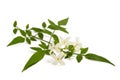 Jasmine plant with flowers Royalty Free Stock Photo