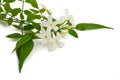 Jasmine plant with flowers Royalty Free Stock Photo