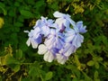 Jasmine plant in the garden, violet jasmine plant