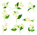 Jasmine Plant Specie on Stem with White Fragrant Flowers Vector Set