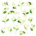Jasmine Plant Species with Fragrant White Flowers and Pinnate Leaves Big Vector Set