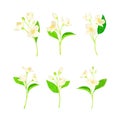 Jasmine Plant Species with Fragrant White Flowers and Pinnate Leaves Vector Set
