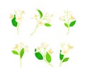 Jasmine Plant Species with Fragrant White Flowers and Pinnate Leaves Vector Set