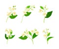 Jasmine Plant Species on Stem with White Fragrant Flowers Vector Set