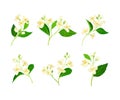 Jasmine Plant Species on Stem with White Fragrant Flowers Vector Set