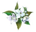 Jasmine plant Watercolor illustration isolated