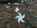 Jasmine flower in srilanka