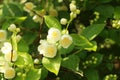 Jasmine in raindrops