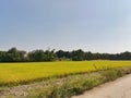 Jasmine rice fields against beautiful clear blue sky. Royalty Free Stock Photo