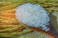 Jasmine rice with gold grain from agriculture farm.
