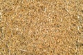 Jasmine rice grain, Hom mali rice in Thai Royalty Free Stock Photo