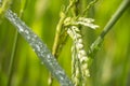 Jasmine rice Royalty Free Stock Photo