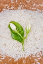 Jasmine Rice rice grian on wood background Royalty Free Stock Photo