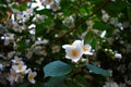 Jasmine flower symbolizes love, beauty or sensuality