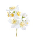 Jasmine`s Philadelphus flowers isolated on white background