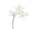 Jasmine`s Philadelphus flowers isolated on white .