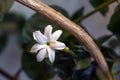 Jasmine sambac flower
