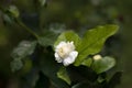 Jasmine with selective focus, Grand Duke of Tuscany with selecti